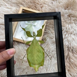 May include: A preserved green leaf insect specimen displayed inside a rectangular black frame. The insect features a flat, leaf-like body with intricate vein patterns and thin, spindly legs, mimicking the appearance of natural foliage.
