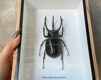 Real Chalcosoma atlas Beetle Insect Taxidermy Wood Box Display