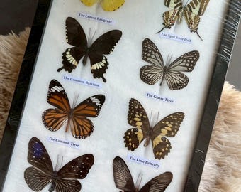 Mix 8 Butterfly Insect Taxidermy Entomology  Frame Display Home Decor