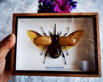 Real Big 5 Horned Rhinoceros Eupatorus Gracilicornis Beetle Taxidermy Insect  in Wooden Box