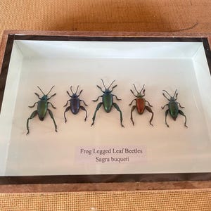 May include: A rectangular wooden display case containing five preserved Sagra buqueti, also known as Frog Legged Leaf Beetles. The beetles exhibit iridescent metallic colours including green, blue, and copper, and are arranged horizontally.