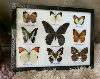 Mix 9 Butterfly Insect Taxidermy Entomology  Frame Display Home Decor