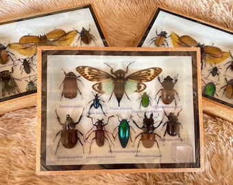 Set Mix Beetle Insect  Taxidermy Entomology Wood Box Display Home Decor