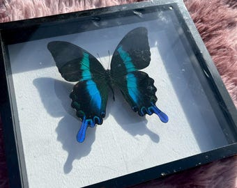 Real Papilio Blumie Butterfly in Wood Box Frame: Taxidermy Display