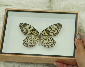 Real Butterfly Idea Leuconoe Insect Frame Set Taxidermy Display Mounted Framed