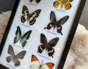 Mix 8 Butterfly Insect Taxidermy Entomology  Frame Display Home Decor