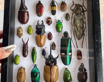 Set Mix Beetle Insect Taxidermy Entomology Wood Box Display Home Decor