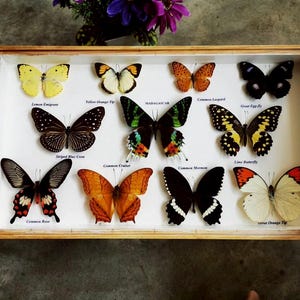 May include: A wooden display case filled with various colorful butterflies. The butterflies are arranged on a white background and labeled with their common names. The butterflies include Lemon Emigrant, Yellow Orange Tip, and Great Egg-fly.