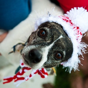 Candy Cane Red and White Knit Dog Hat Small or Medium image 4