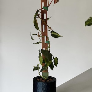 May include: A climbing philodendron plant with variegated green and yellow leaves wrapped around a tall, narrow, brown wooden support stake. The plant is potted in a cylindrical black planter with a textured geometric pattern on the exterior.