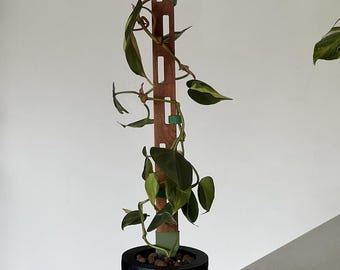 Axis Slim Red Cedar Plant Trellis (Pack of 2) for Climbing Houseplants & Aroids