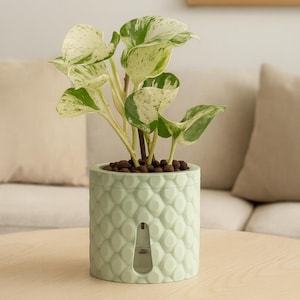 May include: A houseplant with green and white patterned leaves in a light green, textured ceramic pot. The pot has a geometric design and a water level indicator. The plant is on a light wood table.