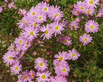 Ryan's Pink Chrysanthemum: 7 Live Heirloom Perennial Mums