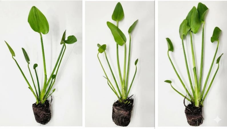 RashikaStore Pickerel Weed Plant - Thumbnail 2