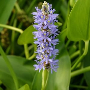 May include: A close-up of a Pickerelweed flower, a vibrant aquatic plant. The flower spike is a soft purple, with small, delicate petals. The background is filled with lush green leaves, creating a natural, serene scene.