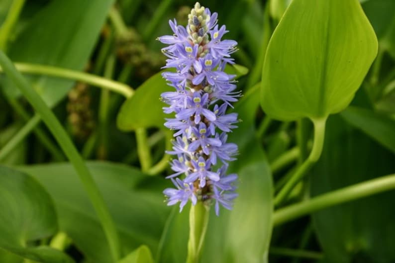 RashikaStore Pickerel Weed Plant