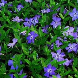 May include: A vibrant image of periwinkle flowers in full bloom. The flowers are a striking shade of blue-purple, with five delicate petals. They are surrounded by lush, green foliage, creating a beautiful contrast.