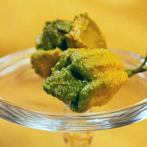 25 Pepper X Seeds for Extremely Spicy for Garden Planting USA Easy to Grow