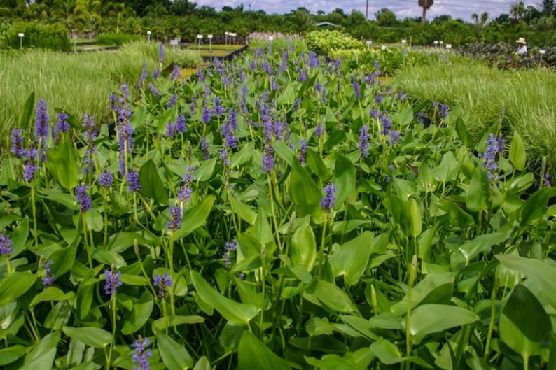 RashikaStore Pickerel Weed Plant - Thumbnail 3
