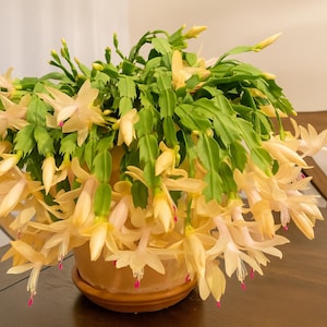 Yellow Christmas Cactus Starter Plant Honolulu Sun Schlumbergera Truncata