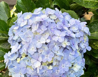 25 Blue Hydrangea Seeds Beautiful and Hardy Perennial Flowers for Garden Planting USA Easy to Grow