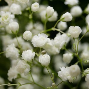 100 Baby's Breath White Flower Seeds, Snowflake Gypsophila