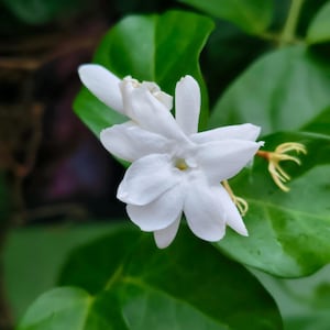 25 White Jasmine Seeds Arabian Jasmine Flower Fragrant for Garden Planting USA Easy to Grow