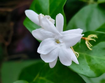 25 White Jasmine Seeds Arabian Jasmine Flower Fragrant for Garden Planting USA Easy to Grow