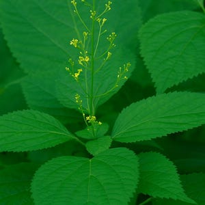 10 Stone Root Plant Collinsonia Canadensis Bare Root Native Wildflower Herb Perennial