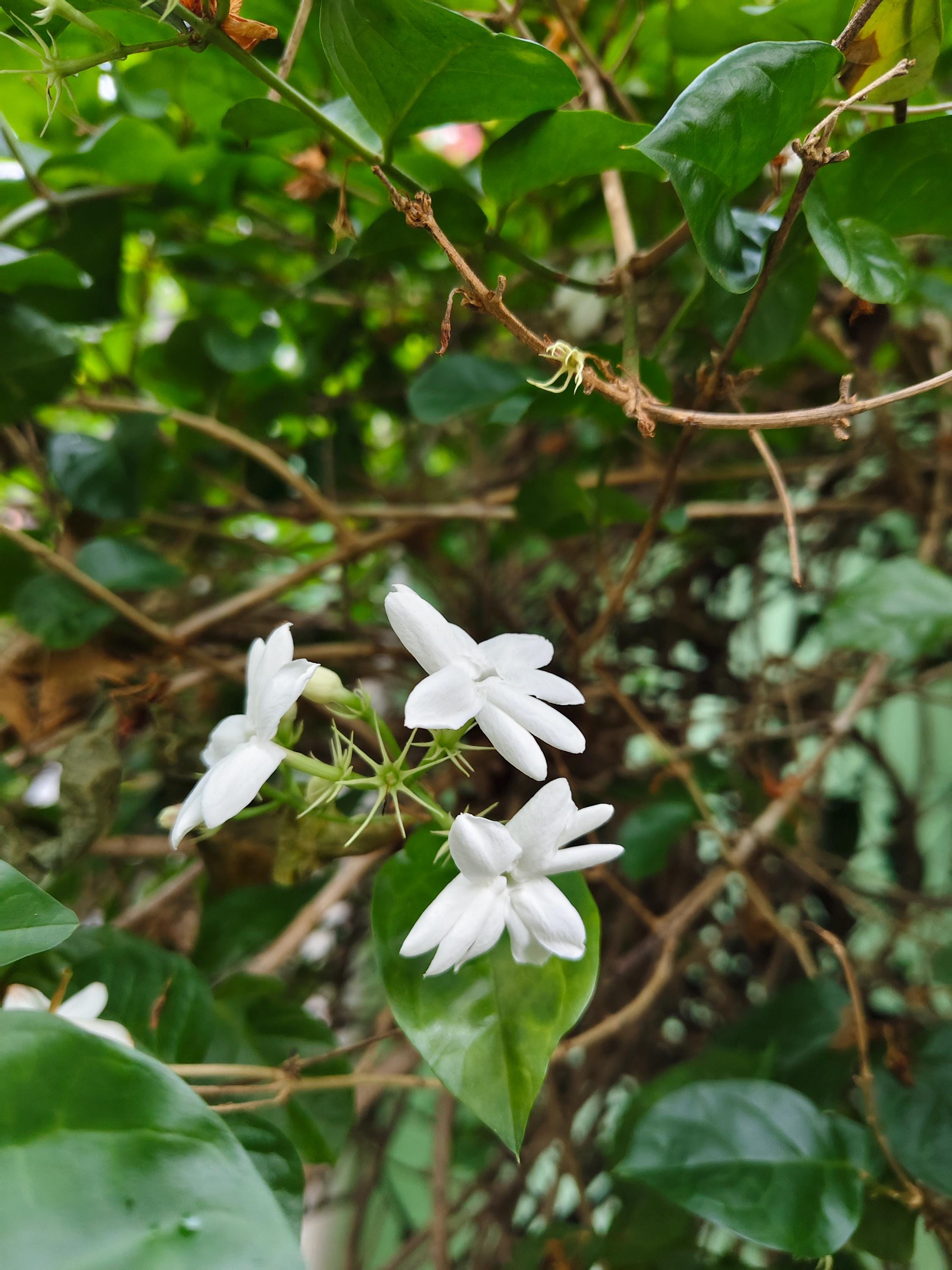 Jasmine Seeds For Planting Canada 20pcs White Arabian Jasmine Flower Seeds  - Fragrant Garden Seeds For Home Planting, Sweet-Smelling Blooms Midnight  Perfume Plant Seeds