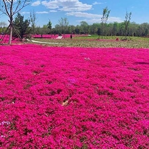 300 Creeping Thyme Red Seeds Groundcover Perennial for Garden Planting USA Easy to Grow