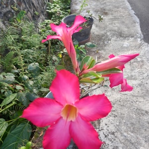 5 Seeds Adenium Obesum Desert Rose Seeds Perennial Flower Seeds