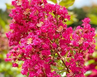 Pink Crape Myrtle Seeds | Lagerstroemia Indica Flowering Tree