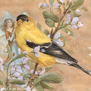 Goldfinch and Fairy 8.5x11 Signed Print