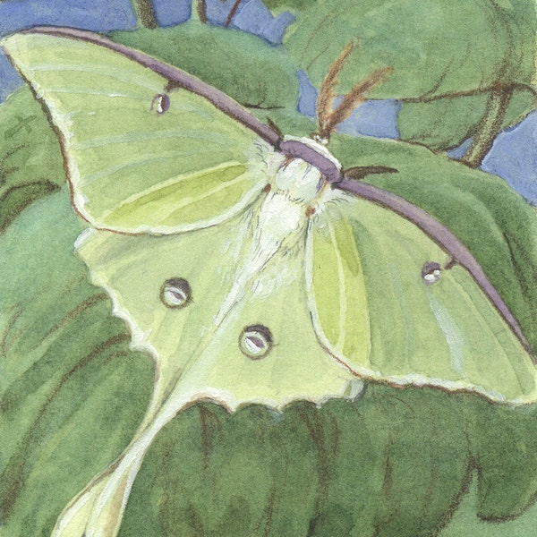 Luna Moth 5x7 Print