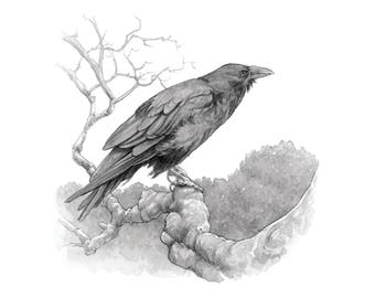 Poe the Raven 8.5x11 Signed Print