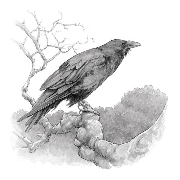 Two Poe the Raven 8.5x11 Signed Print Set of 2