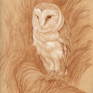 May include: A sepia-toned pencil drawing of a barn owl perched on a branch. The owl has a white, heart-shaped face and brown eyes. The artist's signature and the year '24 are visible in the lower right corner. The background features textured lines.