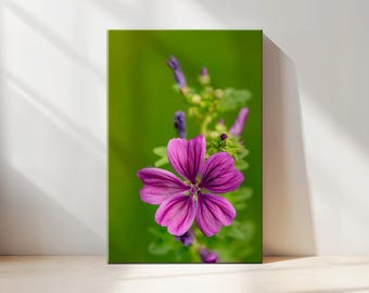 Purple Mallow Flower Macro Photograph: Botanical Art Print