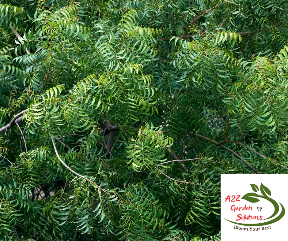 Neem Farm-fresh Leaves | Healthy Living - Etsy