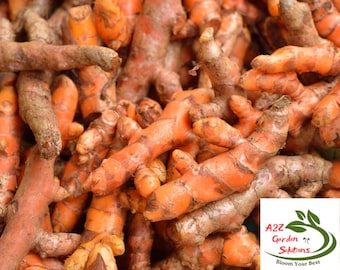 Raíz de cúrcuma fresca / Vida saludable