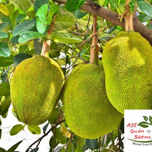 Fresh Jackfruit | Freshly Harvested | 100% Naturally Grown | Grown in Florida | Healthy Living
