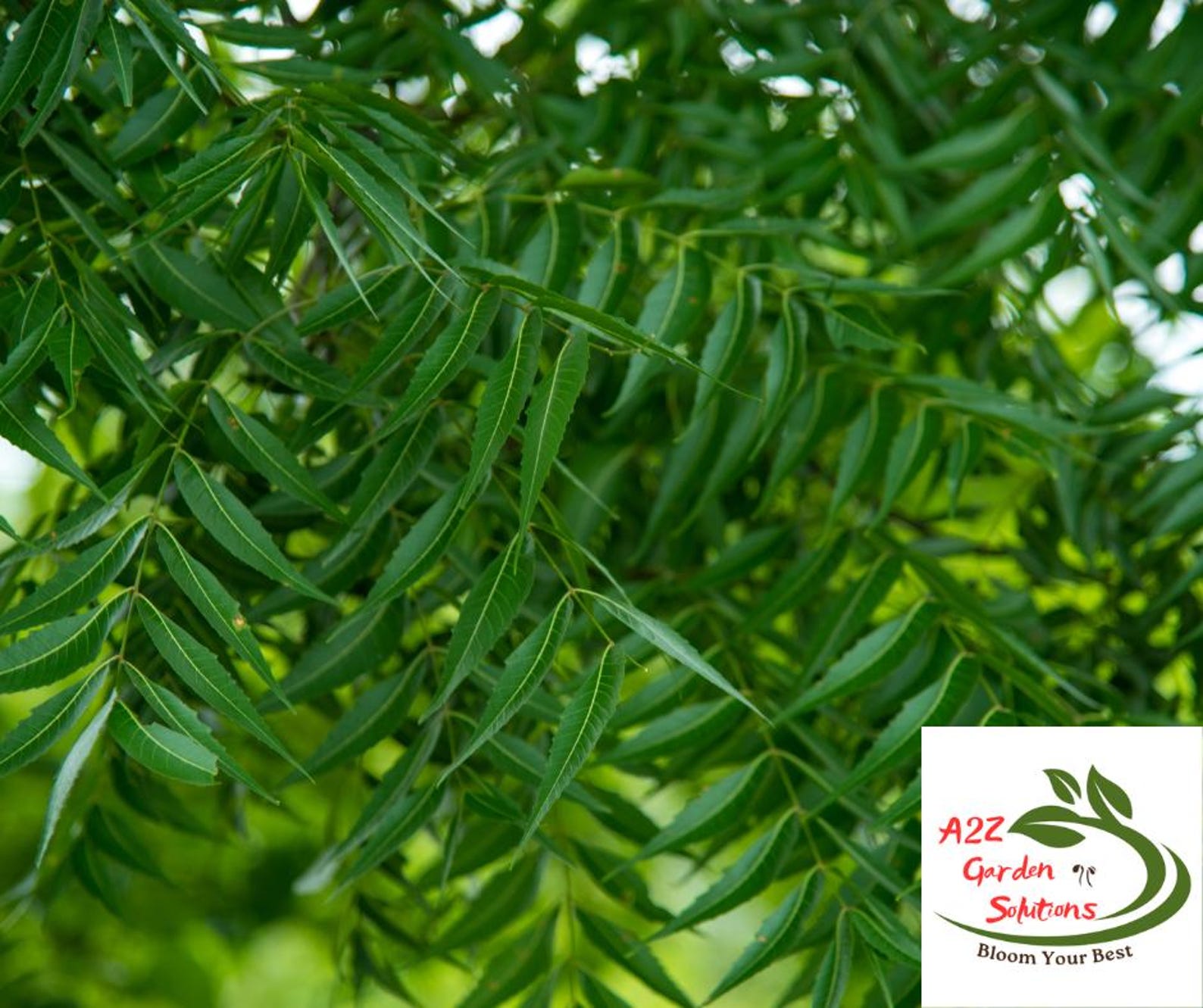 Neem Farm-fresh Leaves | Healthy Living - Etsy