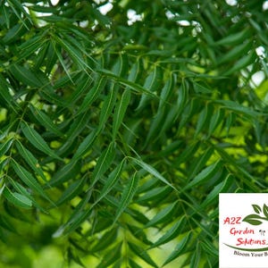 Neem Farm-Fresh Leaves | 100% Naturally Grown | Grown in Florida | Healthy Living