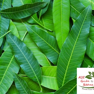 Mango Farm-Fresh Leaves | 100% Naturally Grown | Grown in Florida | Healthy Living