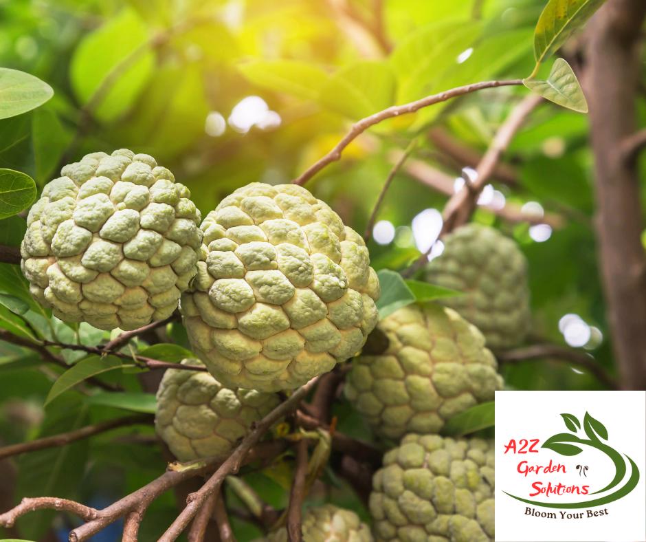Pre-Order for August| Fresh Custard Apple | Farm-Fresh Sugar Apple | 100% Naturally Grown | Grown in Florida | Healthy Living