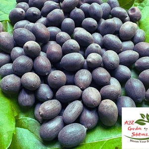 Black Lotus Seeds: Sacred Meditation & Ritual Seeds, 3oz, Kamal Gatta/Kakdi