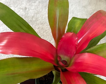 Bromeliad Neoregelia