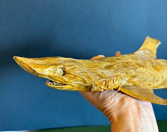 Shark taxidermy vintage medium