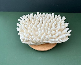 Coral Cluster 14 x 9 inch - VINTAGE Coral